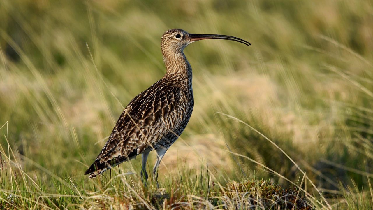 curlew-6527194_1280