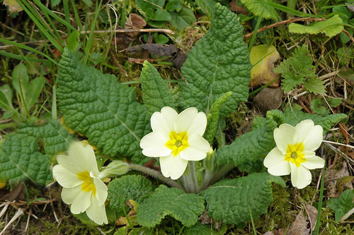 primroses-in-Healaugh