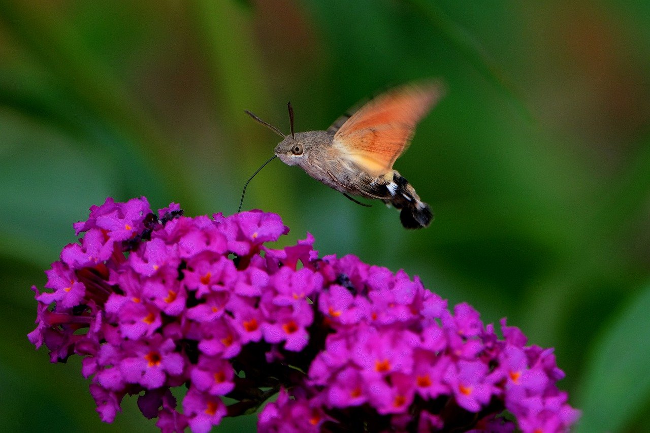 hummingbird-hawk-moth-7435307_1280