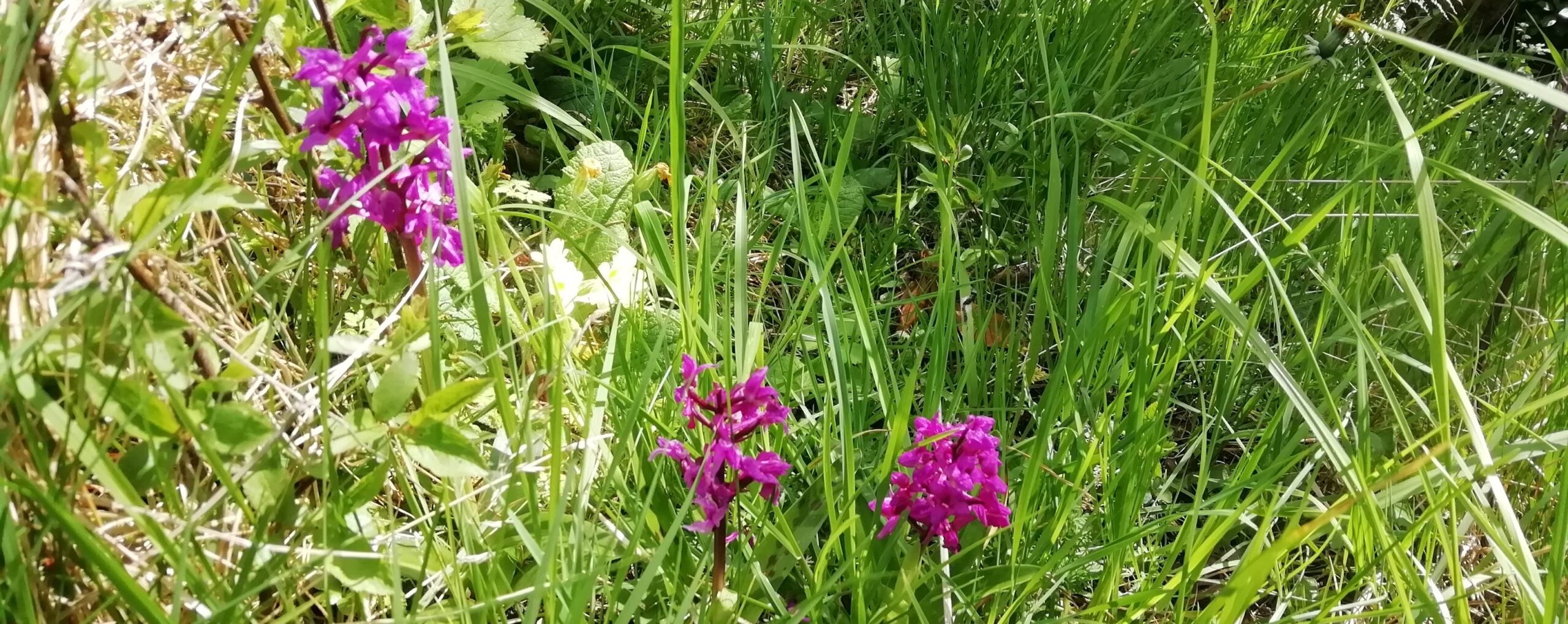 early_spotted_orchids